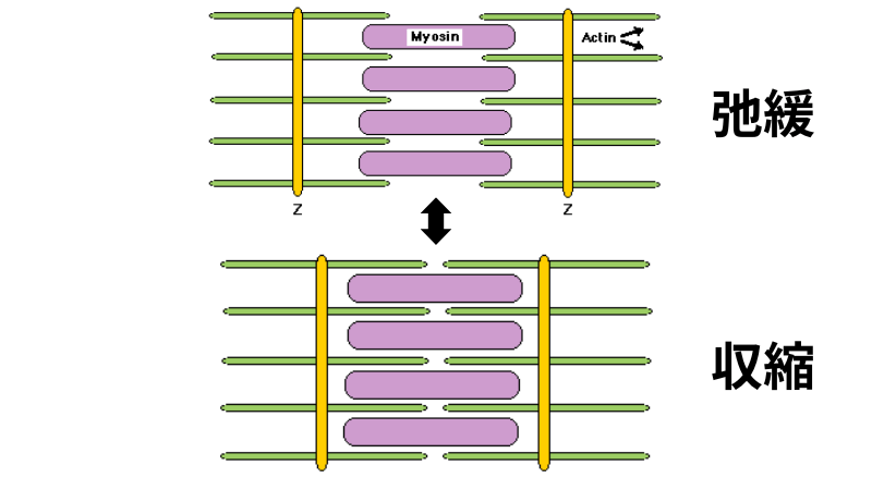 筋肉の収縮と弛緩は細胞が近づくか離れる動き。